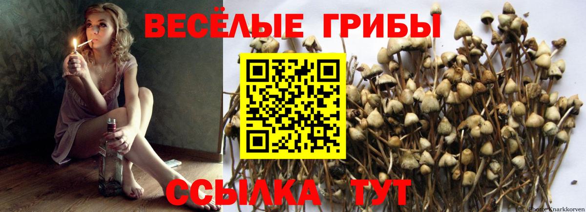 Псилоцибиновые грибы MAGIC MUSHROOMS  Вход с VPN  Киржач 